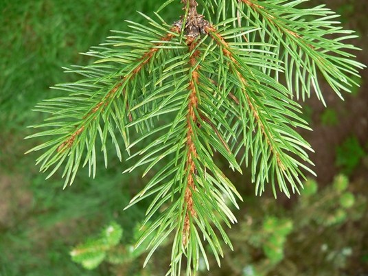 {Picea rubens}